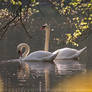 Swan Romance