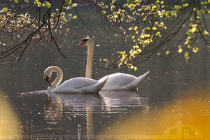 Swan Romance