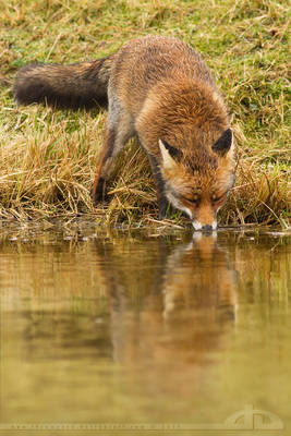 Thirsty Fox