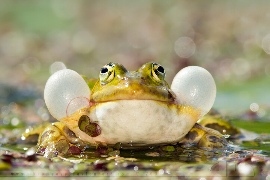 BubbleFrog