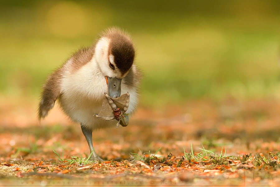 Small Chick Big Feet