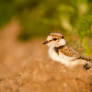 Little Plover Chick