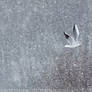 One Gull and a Million Flakes