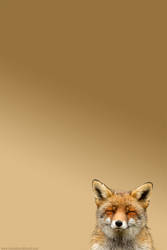 Happy Fox for your Iphone by thrumyeye