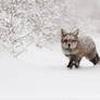 Fox in a snowstorm.