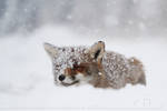 Fox in a Snowstorm by thrumyeye