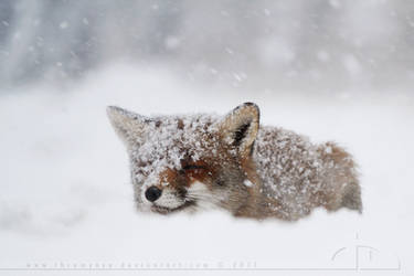 Fox in a Snowstorm