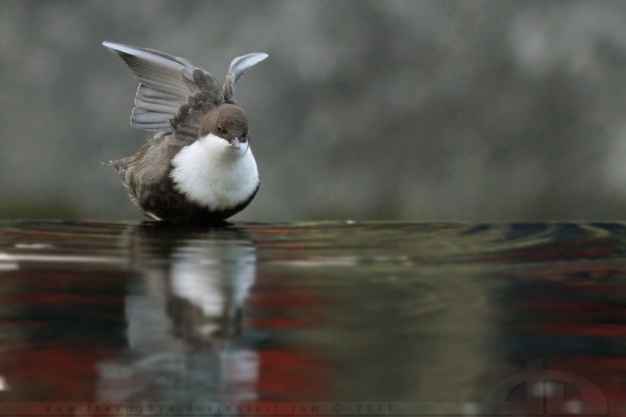 The Dipper Dance