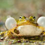 Its a Frogs Life