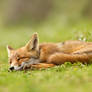 Lazy Fox