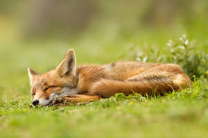 Lazy Fox