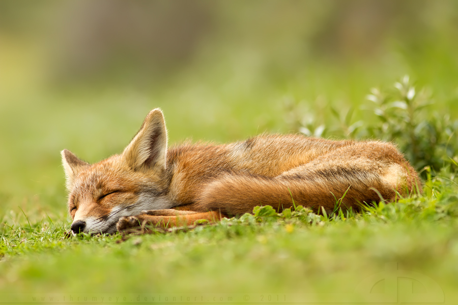 Lazy Fox