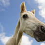 Kiss from a Horse