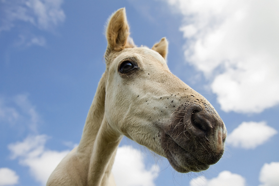 Kiss from a Horse