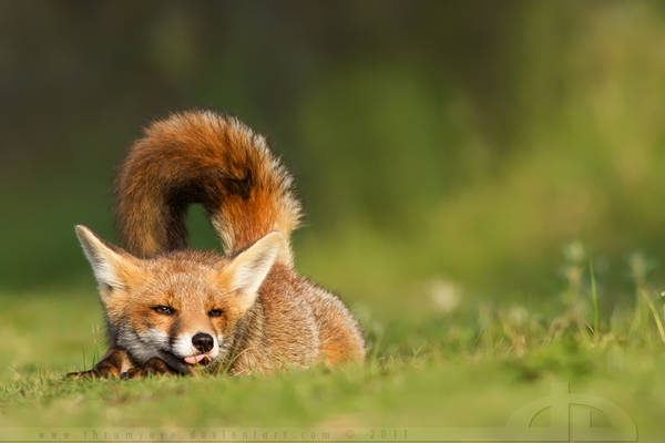 Lazy Fox II