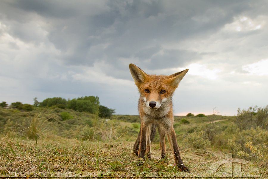 Facing a Fox