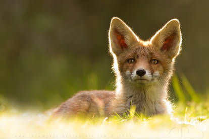 Big Eared Baby