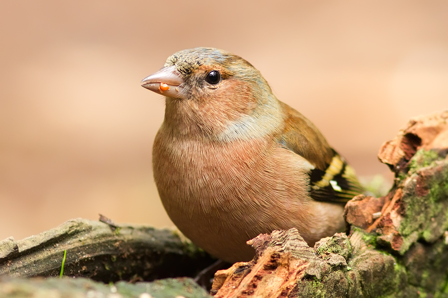 Fringilla coelebs