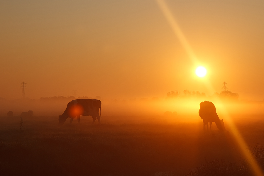 Cows in the Mist