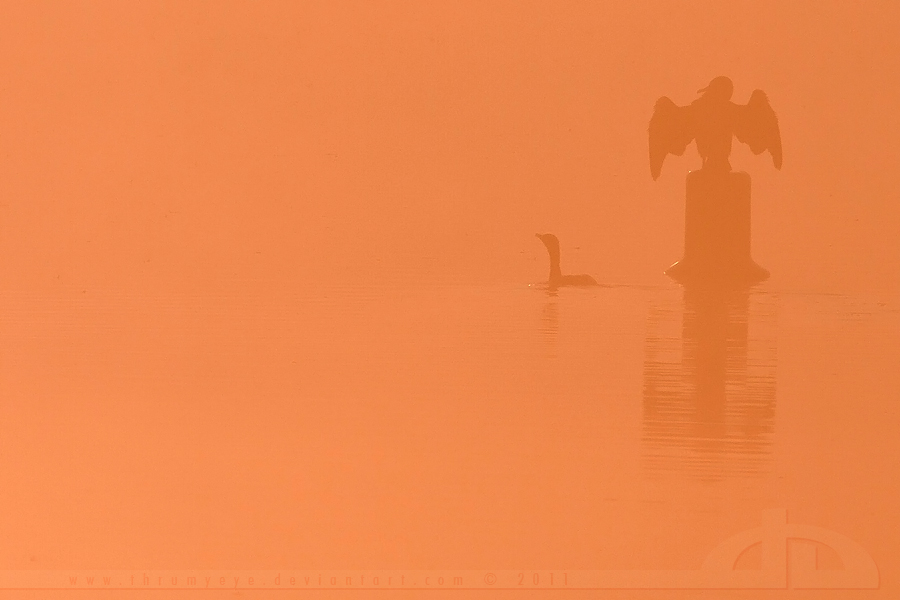 Cormorants in the Mist