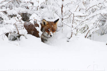 Hiding Fox
