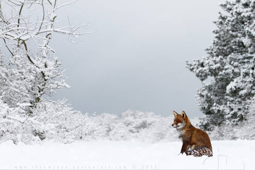 Snow Fox