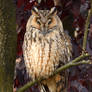 Autumn Owl