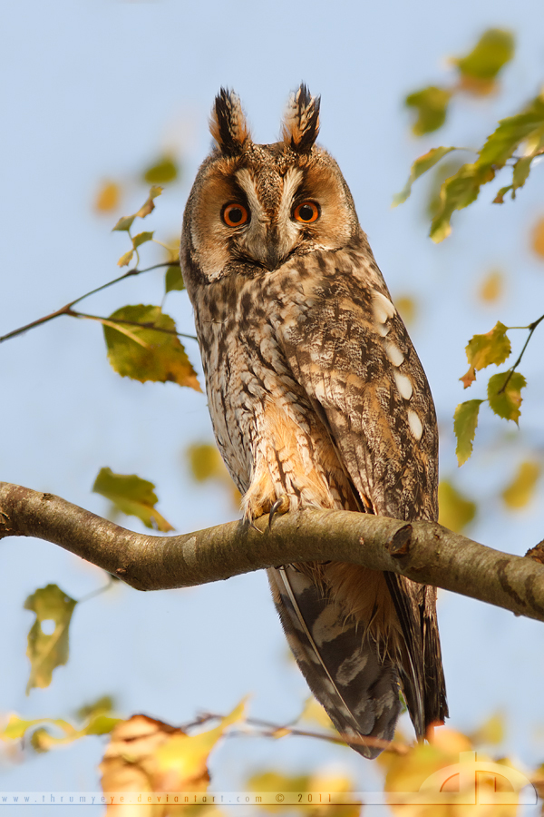 Alarmed Owl