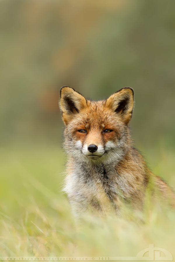 Suspicious Fox