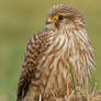 Close Kestrel