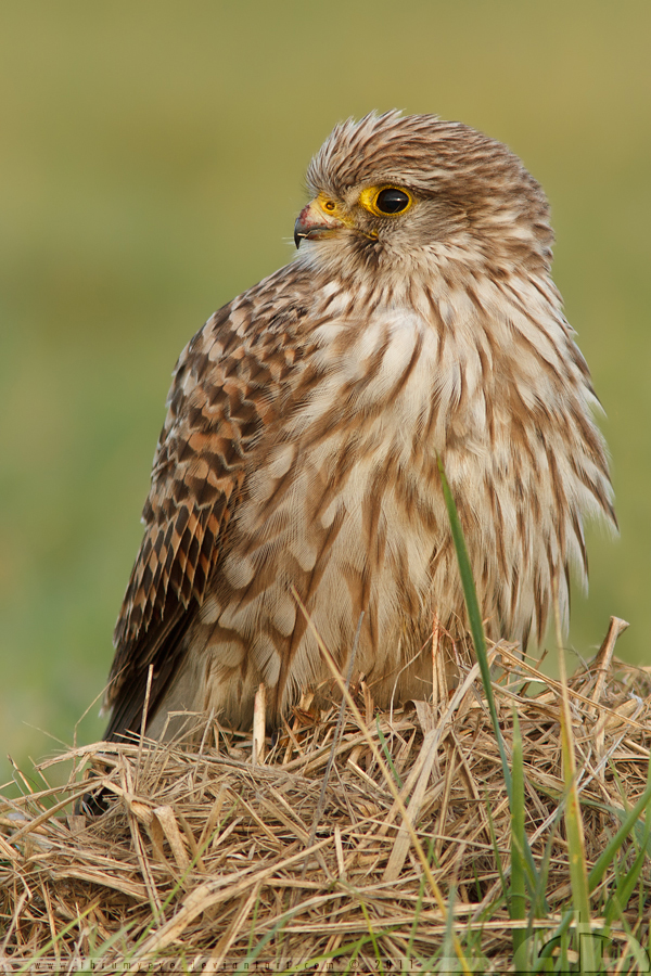 Close Kestrel