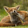 Grooming Foxes