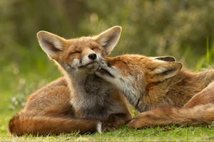 Grooming Foxes