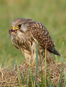 Kestrel and its prey