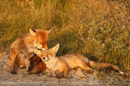 Happy Foxes