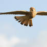 Vogueing Kestrel