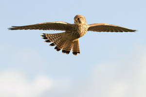 Vogueing Kestrel