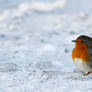 Icecold Robin