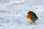 Icecold Robin by thrumyeye