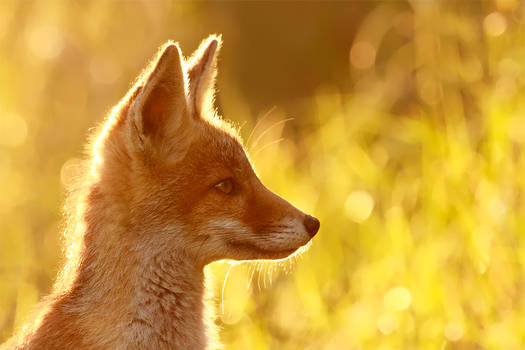 Red Fox Dreams