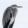 Icecold Heron