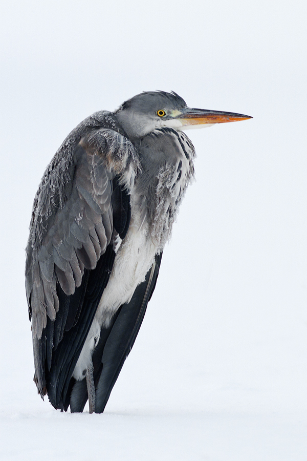 Icecold Heron