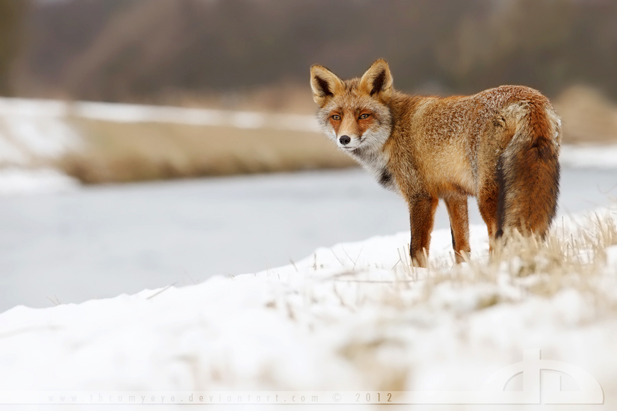 SnowFox