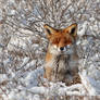 Happy Fox in WinterCoat