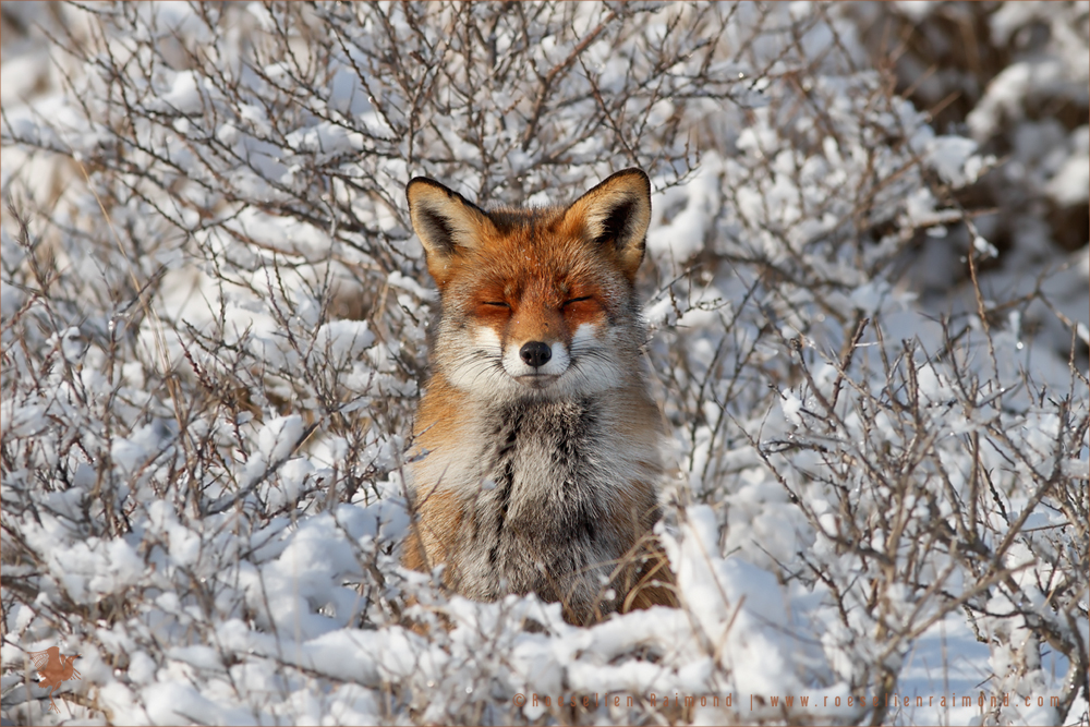 Happy Fox in WinterCoat