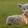 LeapFrogging Lamb