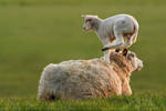 LeapFrogging Lamb by thrumyeye