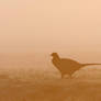 Morning Pheasant