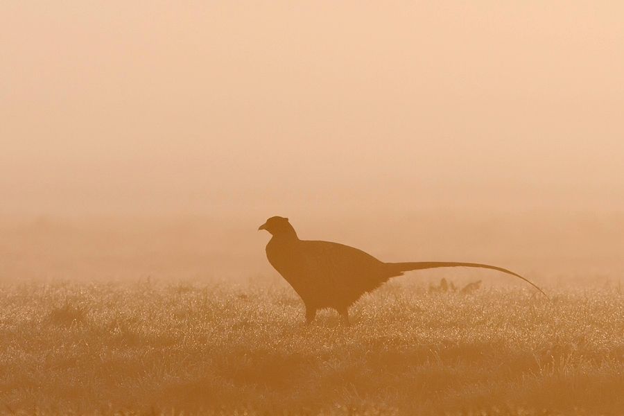 Morning Pheasant