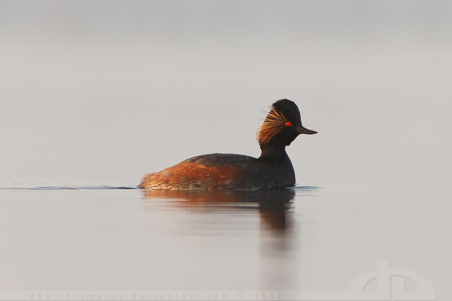 My First Black-Necked Grebe